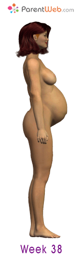 week 2 - pregnant belly