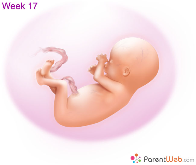 week 4 embryo blastocyst