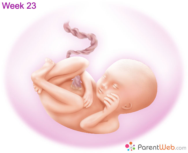 week 4 embryo blastocyst