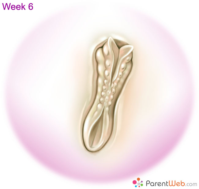 week 4 embryo blastocyst