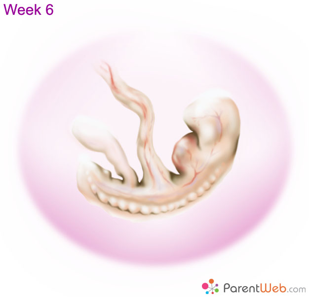 week 4 embryo blastocyst
