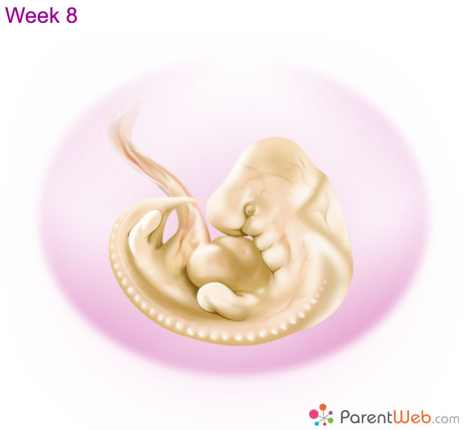 week 4 embryo blastocyst